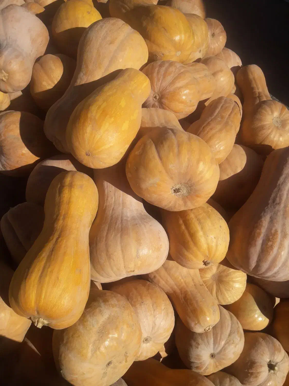 کوله که محلی درجه یک|خوردنی و آشامیدنی|بانه, |دیوار