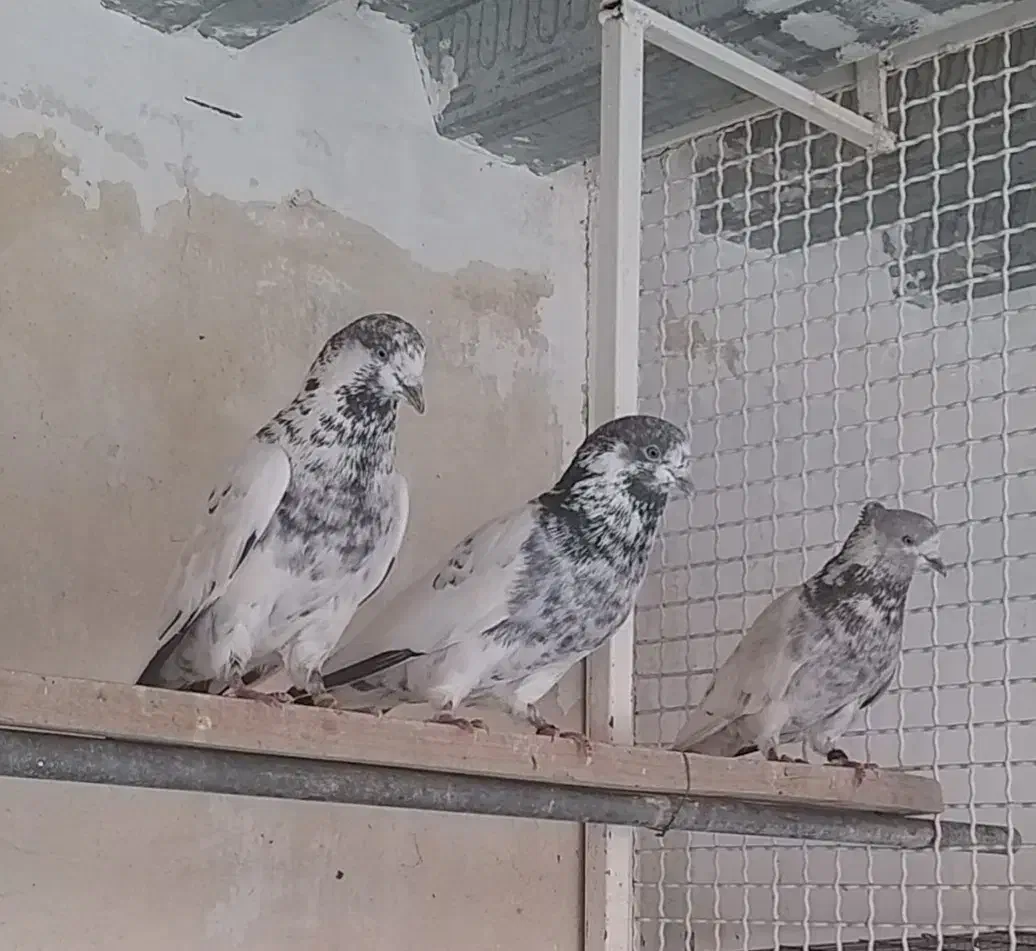 کله دار|پرنده|کهریزک, |دیوار