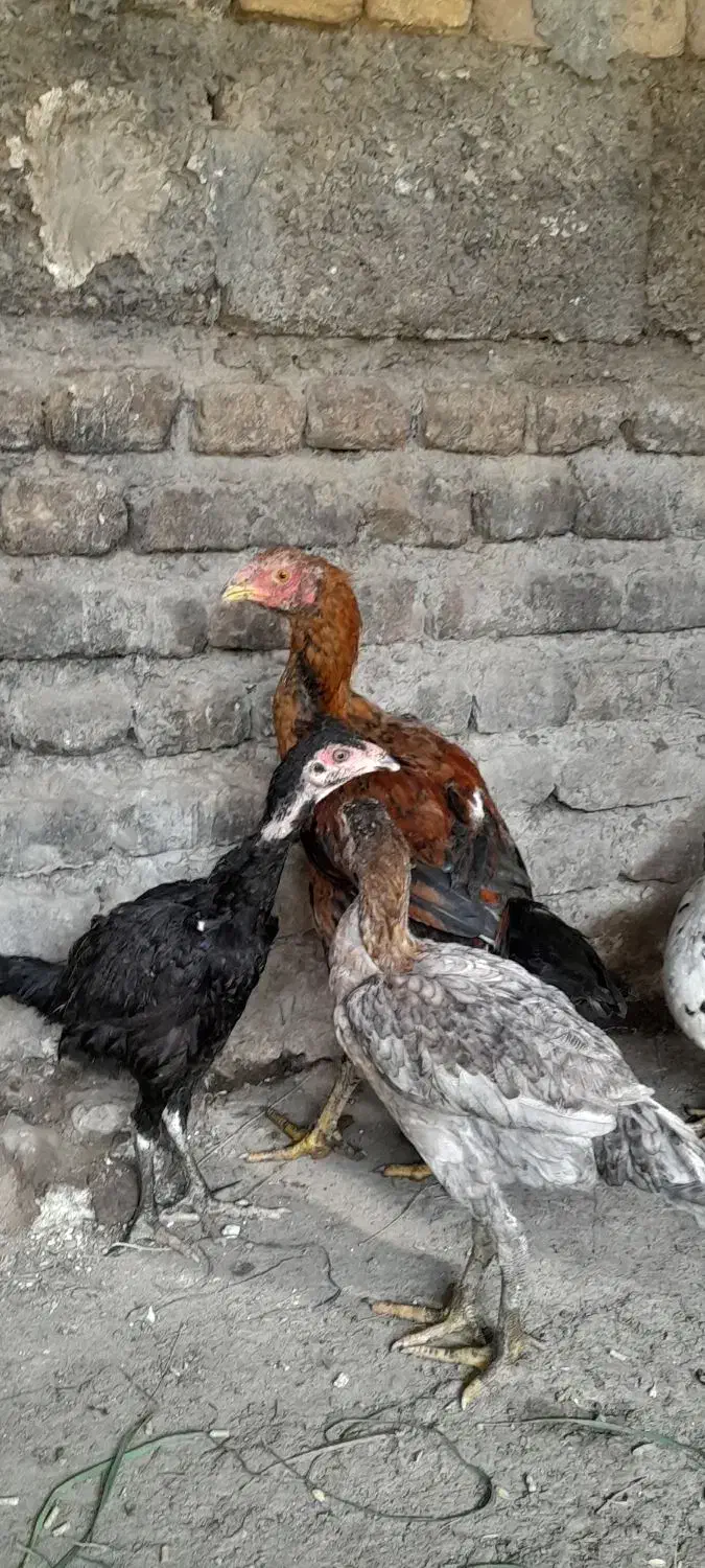 مرغ وخروس|حیوانات مزرعه|تاتار علیا, |دیوار