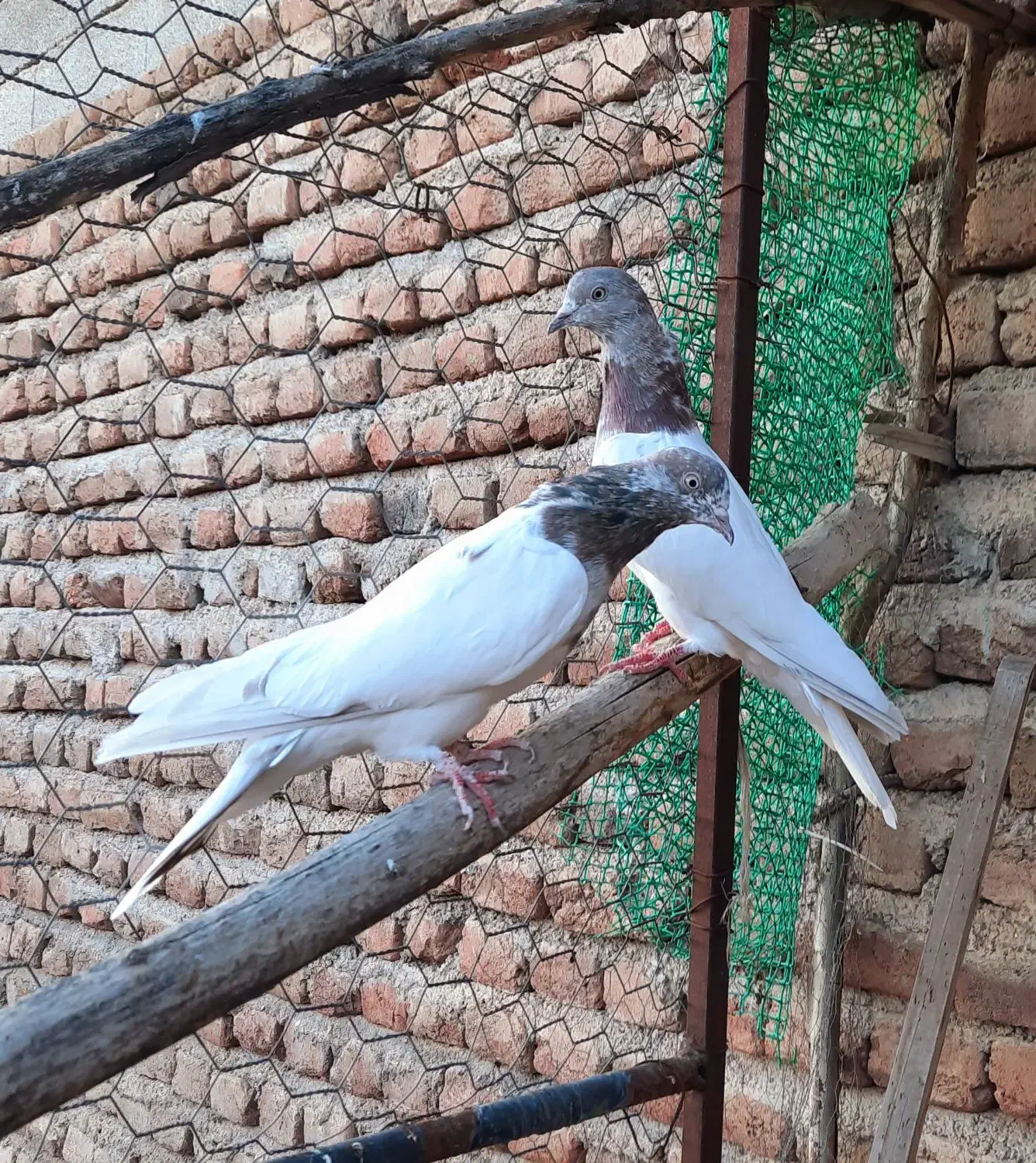 سپه نر و ماده|پرنده|اردبیل, |دیوار