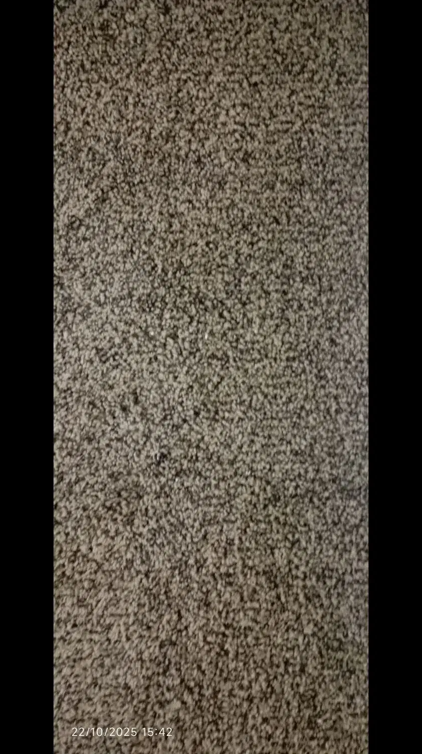 پاازپرزبلند|موکت|بندر ماهشهر, |دیوار