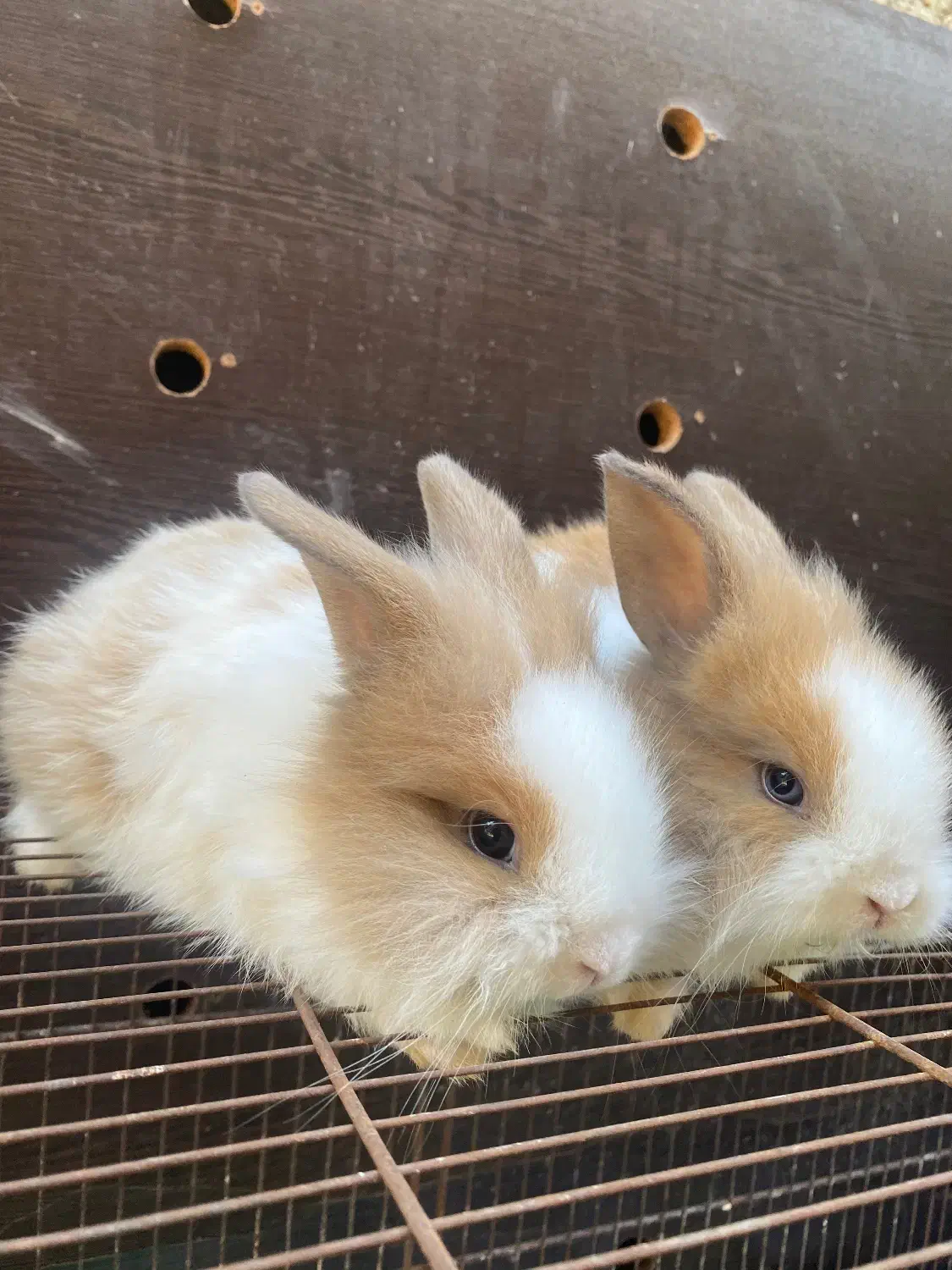 بچه خرگوش لوپ|موش و خرگوش|کردکوی, |دیوار