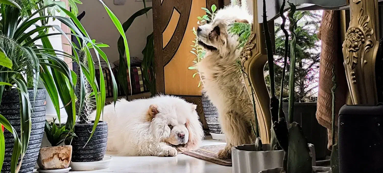 چاو چاو ماده یکسالو نیم|سگ|اصفهان, خرم|دیوار