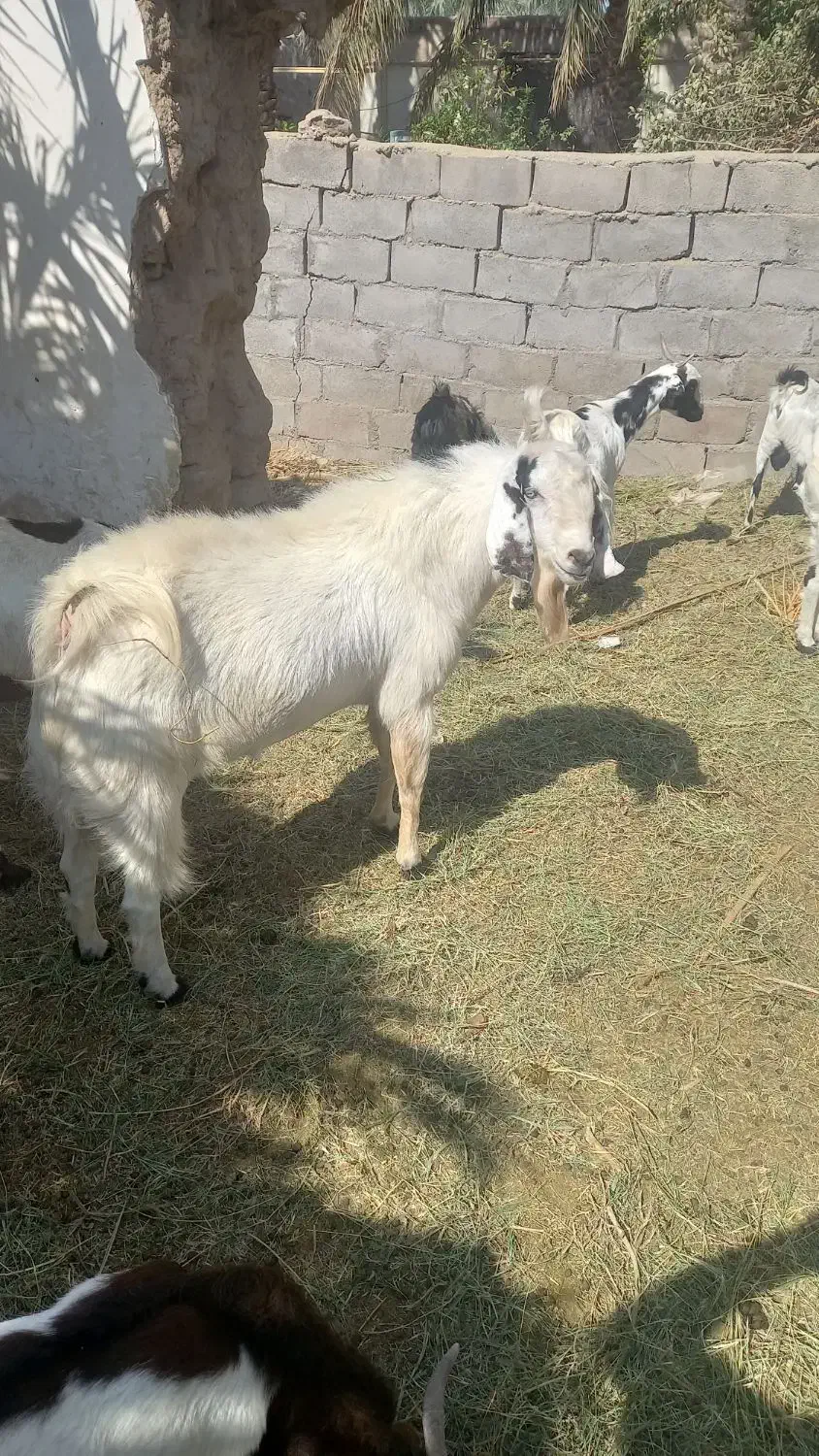 نری ویک گیسه چاق|حیوانات مزرعه|نرماشیر, |دیوار