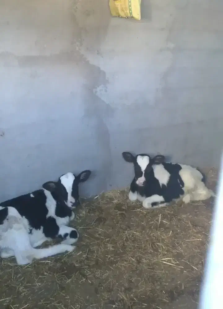 گاو شیری|حیوانات مزرعه|رادکان, |دیوار