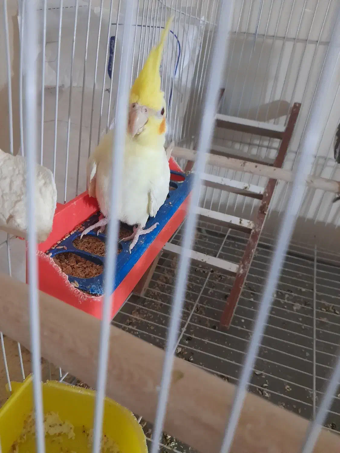 ۳عدد عروس|پرنده|کارون, |دیوار