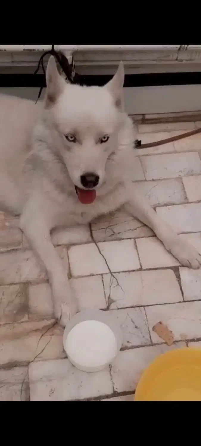 سگ گم شده|حیوانات|قم, نیروگاه|دیوار