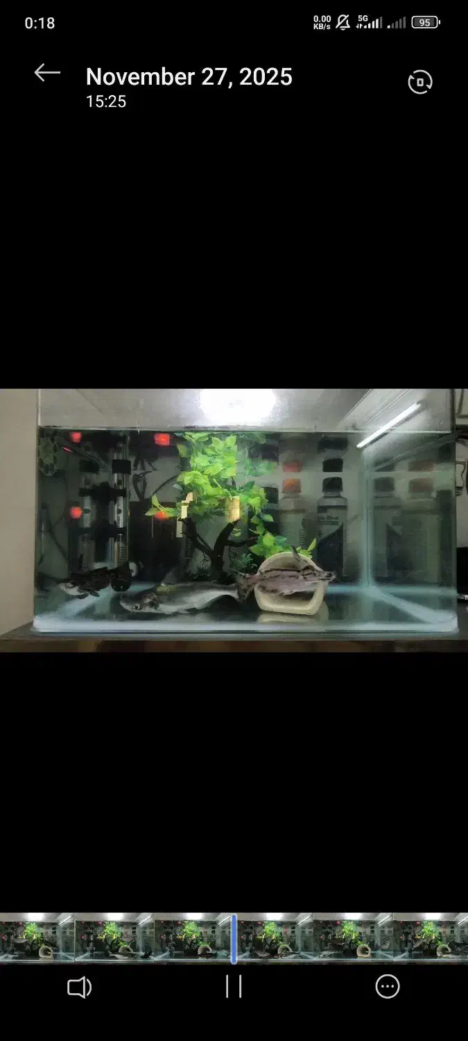 آکواریوم با لوازم و ماهی|ماهی|تهران, شهرک نفت|دیوار