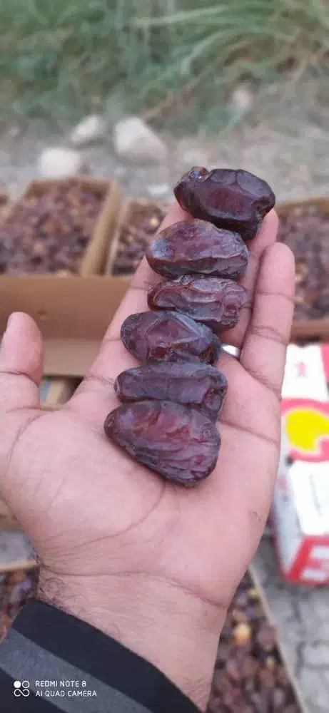 دانه درشت و تازه از نخلستان|خوردنی و آشامیدنی|شیراز, جوادیه|دیوار