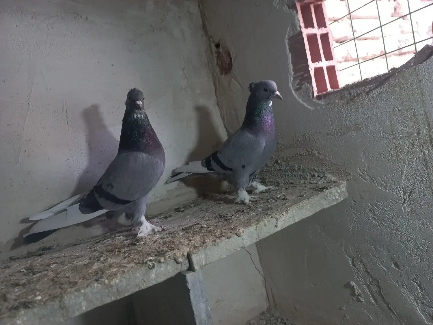 شازده سبز|پرنده|اردبیل, |دیوار