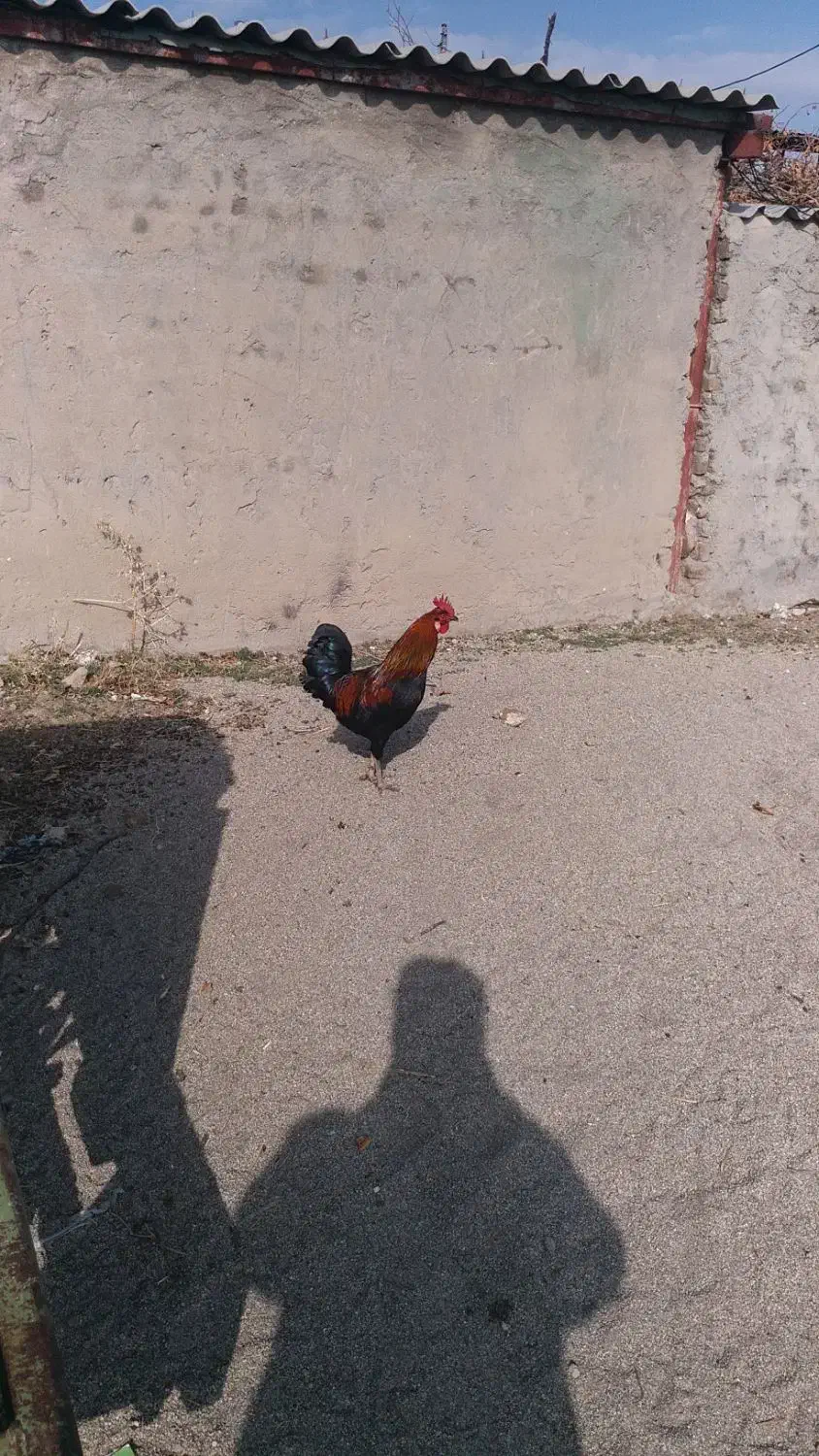 خروس محلی|حیوانات مزرعه|سیلاخور, |دیوار