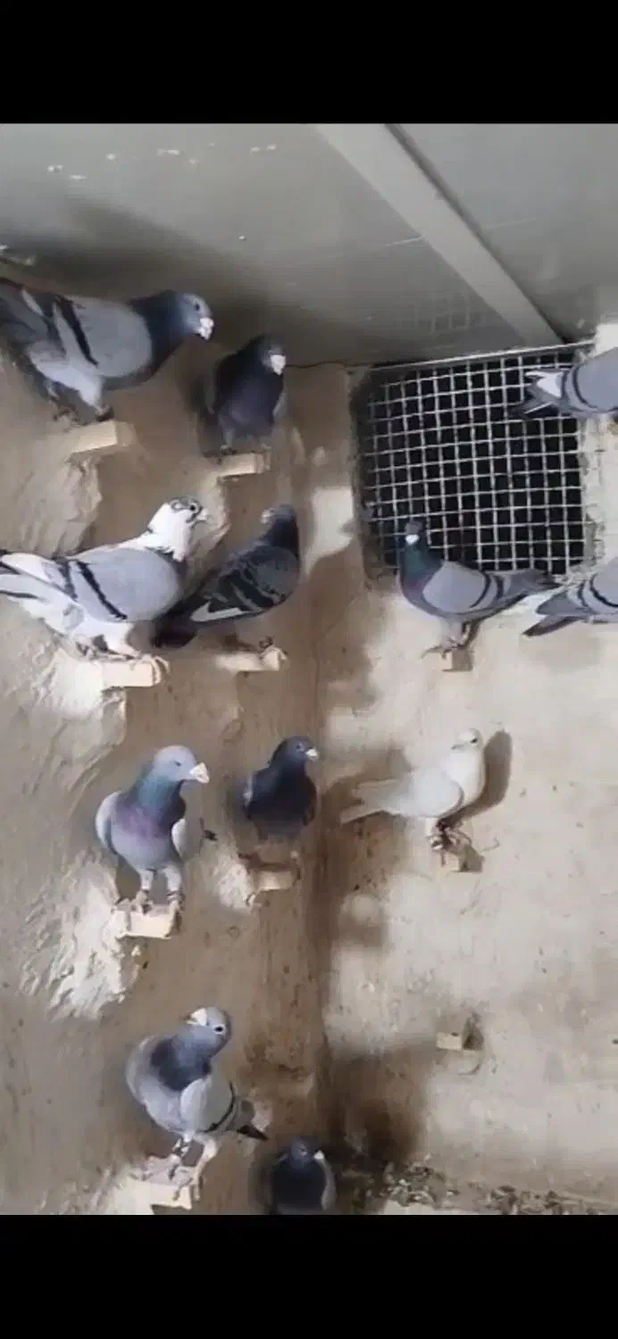 28تا کبوتر پلاکی پرشی|پرنده|داراب, |دیوار