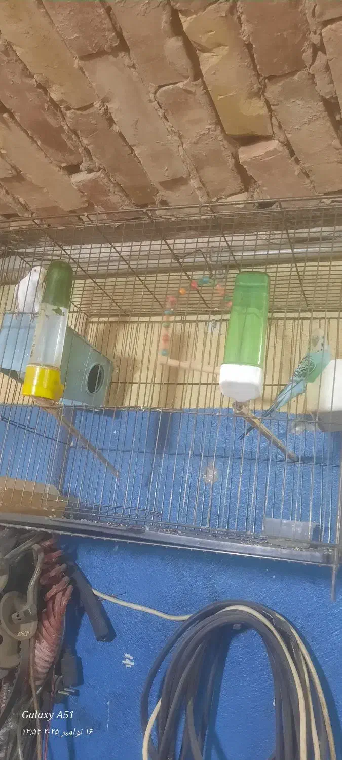 پرنده مرغ عشق|پرنده|کرج, اسلام‌آباد|دیوار