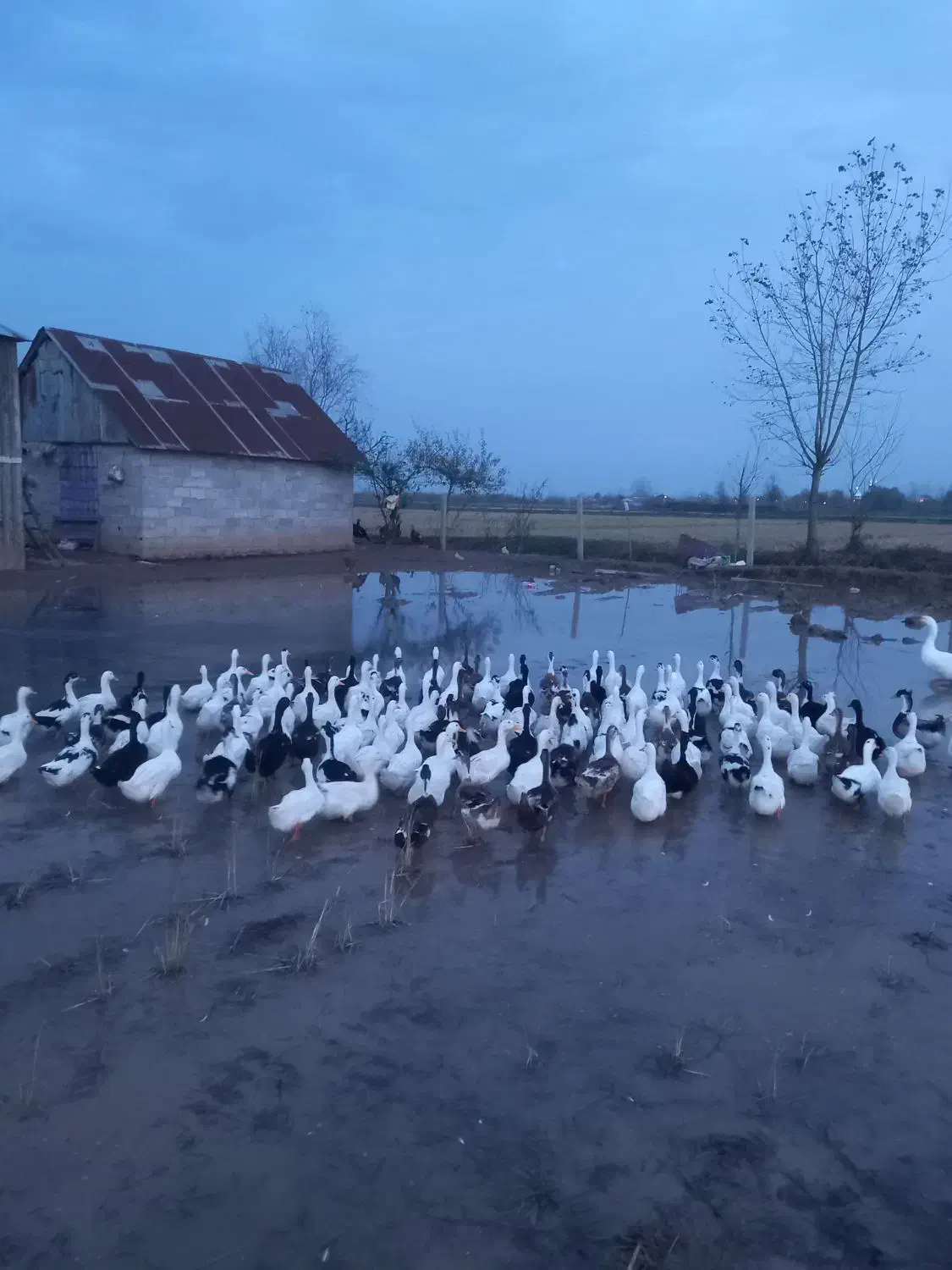 اردک ۳ ماهه نر و ماده|حیوانات مزرعه|آستانه اشرفیه, |دیوار