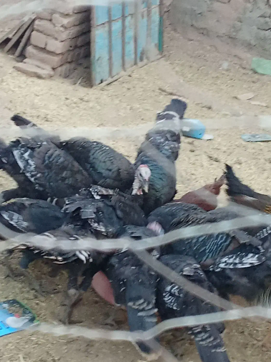 بوقلمون|حیوانات مزرعه|نیشابور, مازول|دیوار