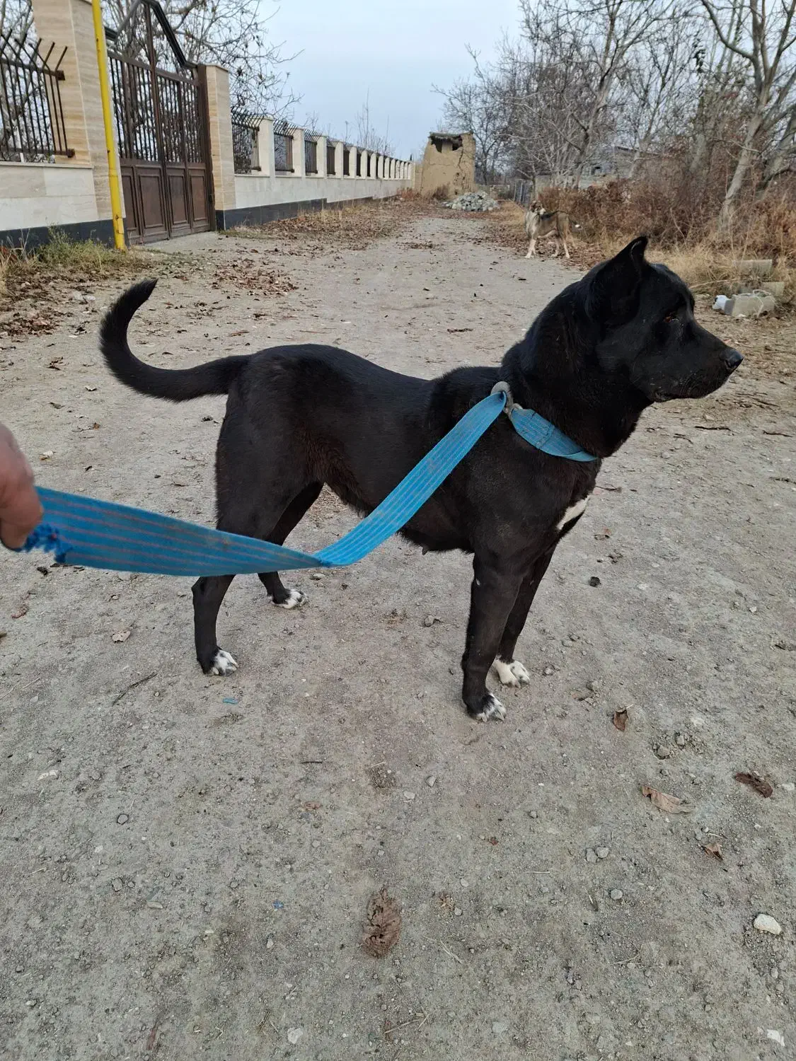 گم شده|حیوانات|ارومیه, |دیوار