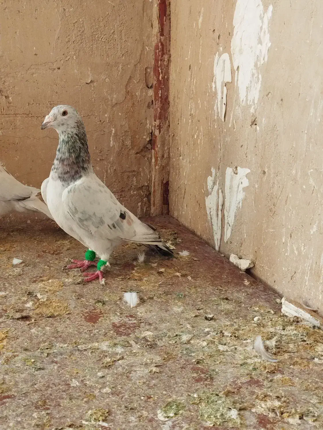 باسلام|پرنده|مشهد, شهرک مهر آباد|دیوار