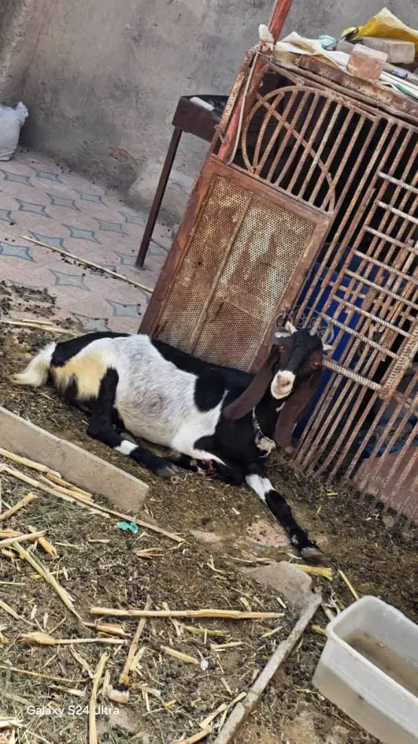 50ملیون هر سه تا|حیوانات مزرعه|سراوان, |دیوار