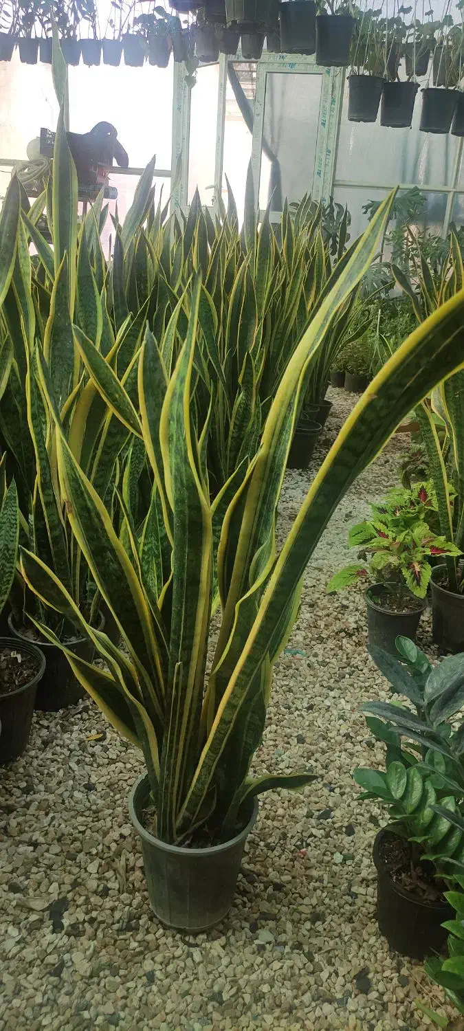 سانسوریا ابلغ سطل ۷ پر|گل و گیاه طبیعی|خمینیشهر, |دیوار