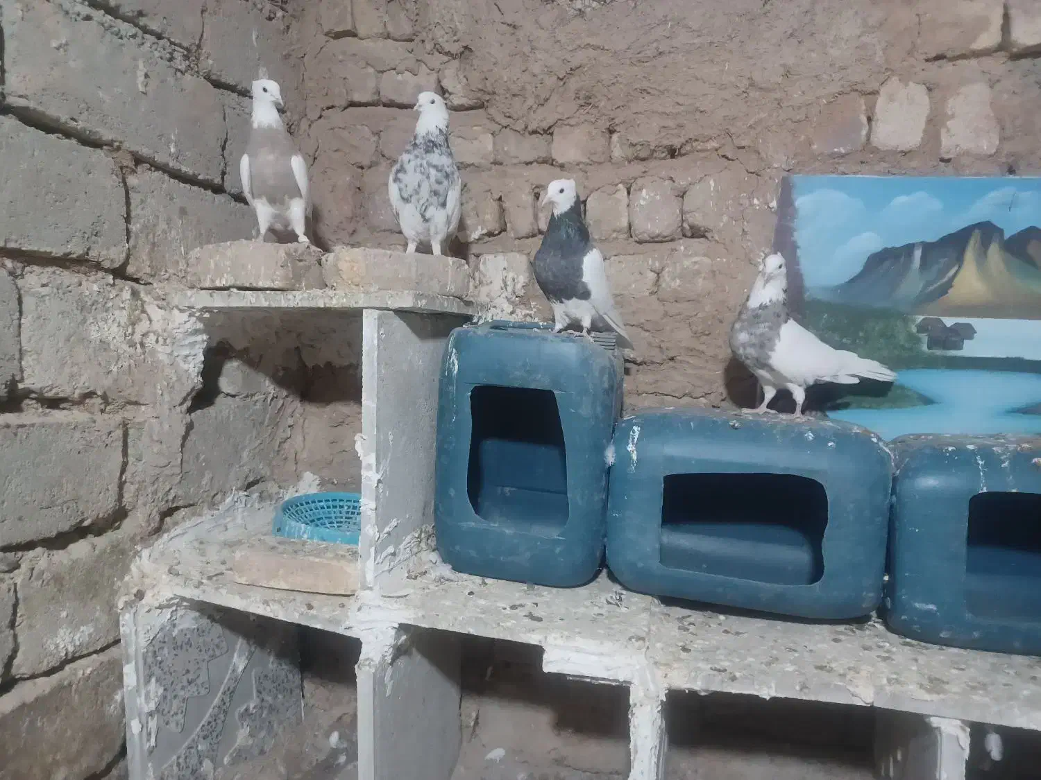 طوقی|پرنده|کنگاور, |دیوار