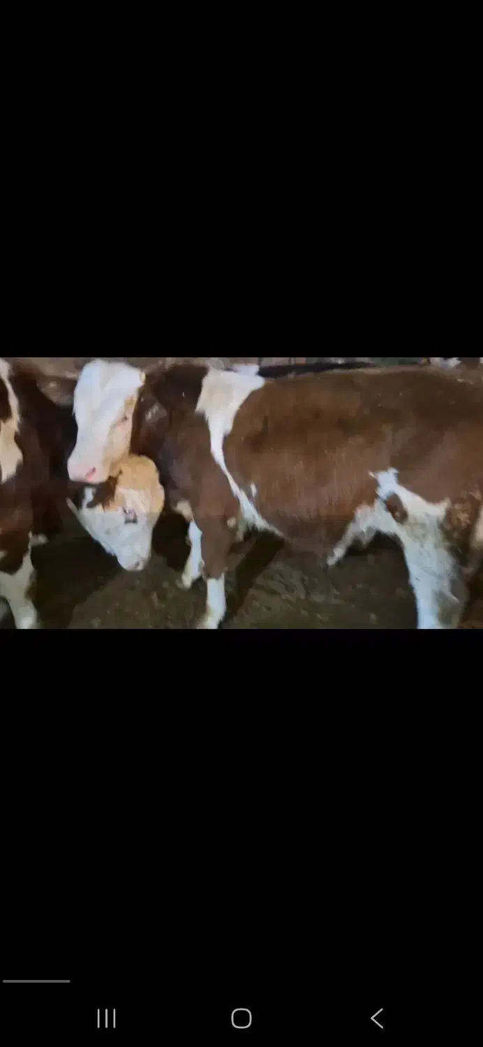 گاو و گوساله نقدی|حیوانات مزرعه|قیدار, |دیوار