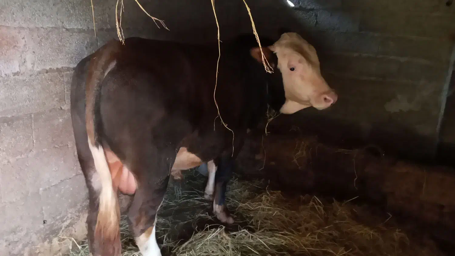 گاونر ورزا سیمینتال اصیل|حیوانات مزرعه|رشت, فرودگاه سردار جنگل رشت|دیوار