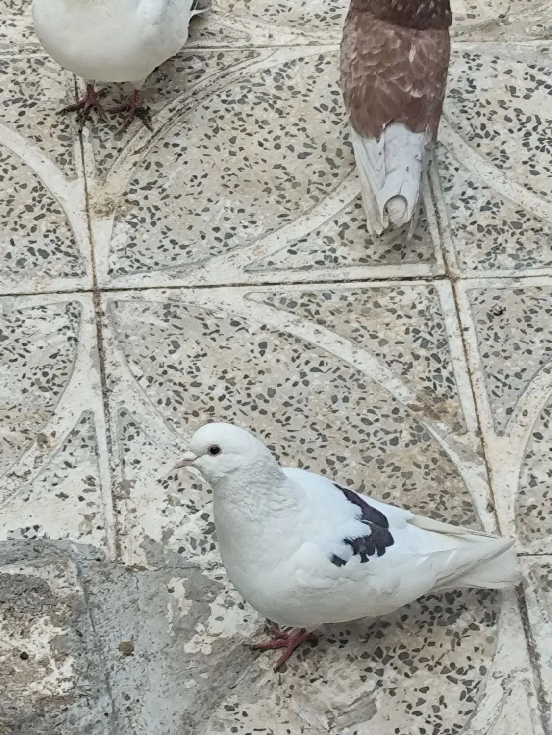کبوتر|پرنده|پاوه, |دیوار