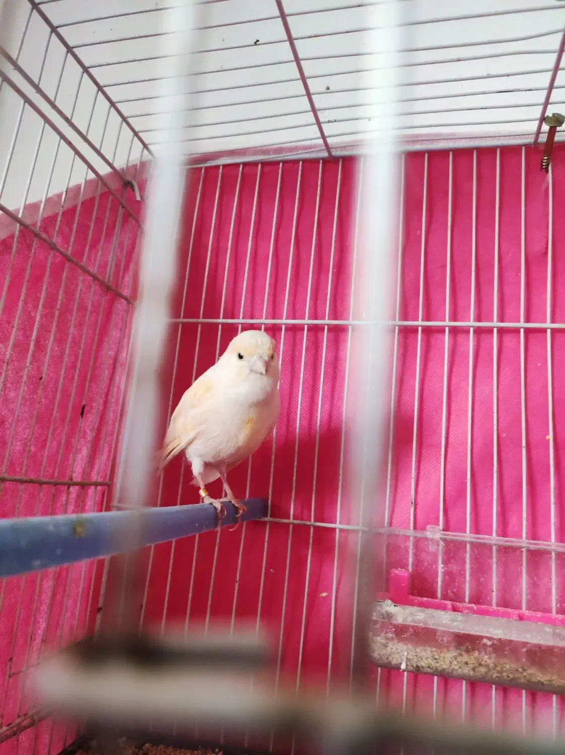 قناری ماده جوانه اماده|پرنده|خواف, |دیوار