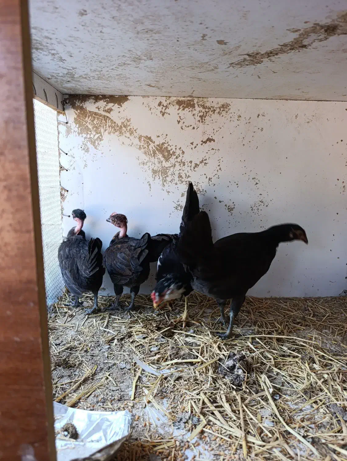 جوجه مرغ و خروس|حیوانات مزرعه|بندرعباس, |دیوار