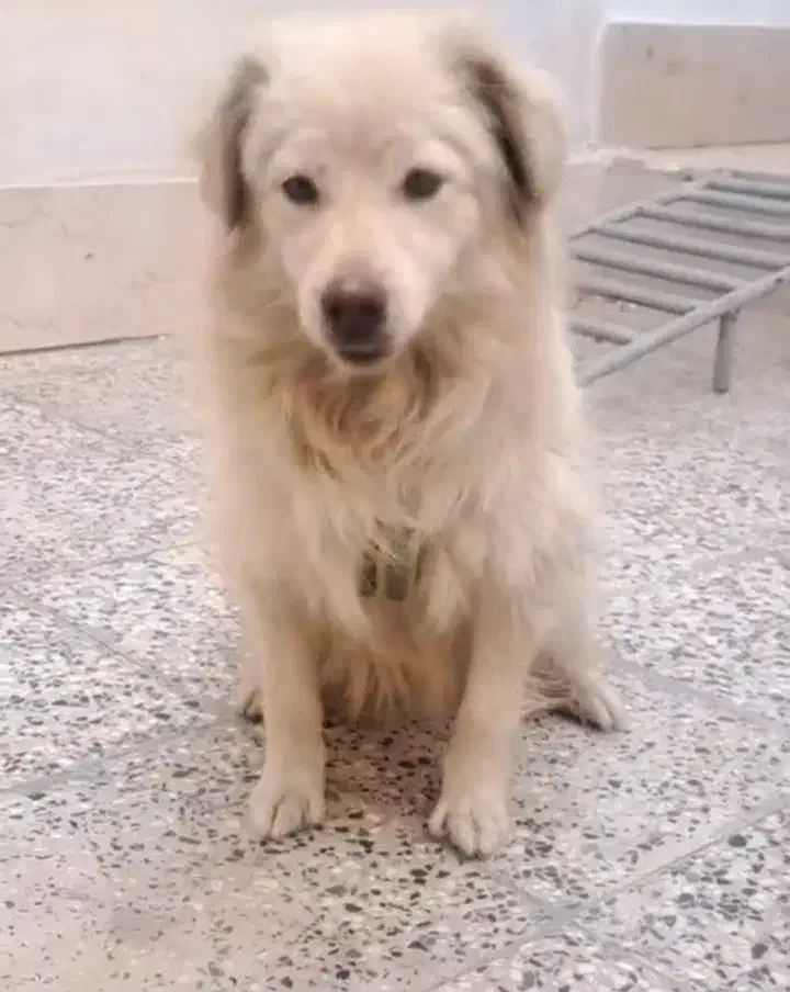 واگذرای سگ پاپی|سگ|نجف‌آباد, جلال آباد|دیوار