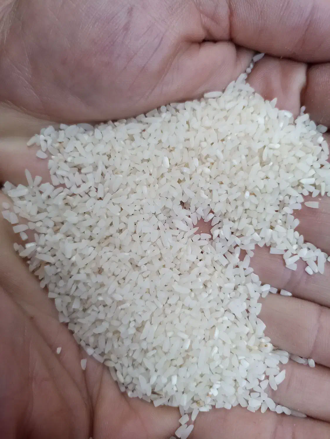 برنج نیم دانه|خوردنی و آشامیدنی|آمل, |دیوار