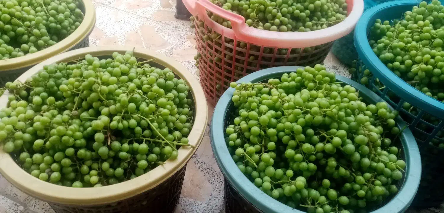 آبغوره محلی|خوردنی و آشامیدنی|رشت, جانبازان|دیوار