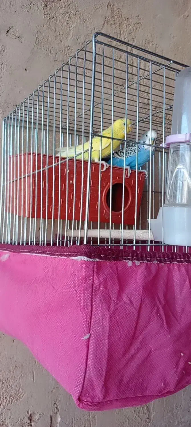 یه جفت مرغ عشق خوش رنگ|پرنده|شهرضا, |دیوار