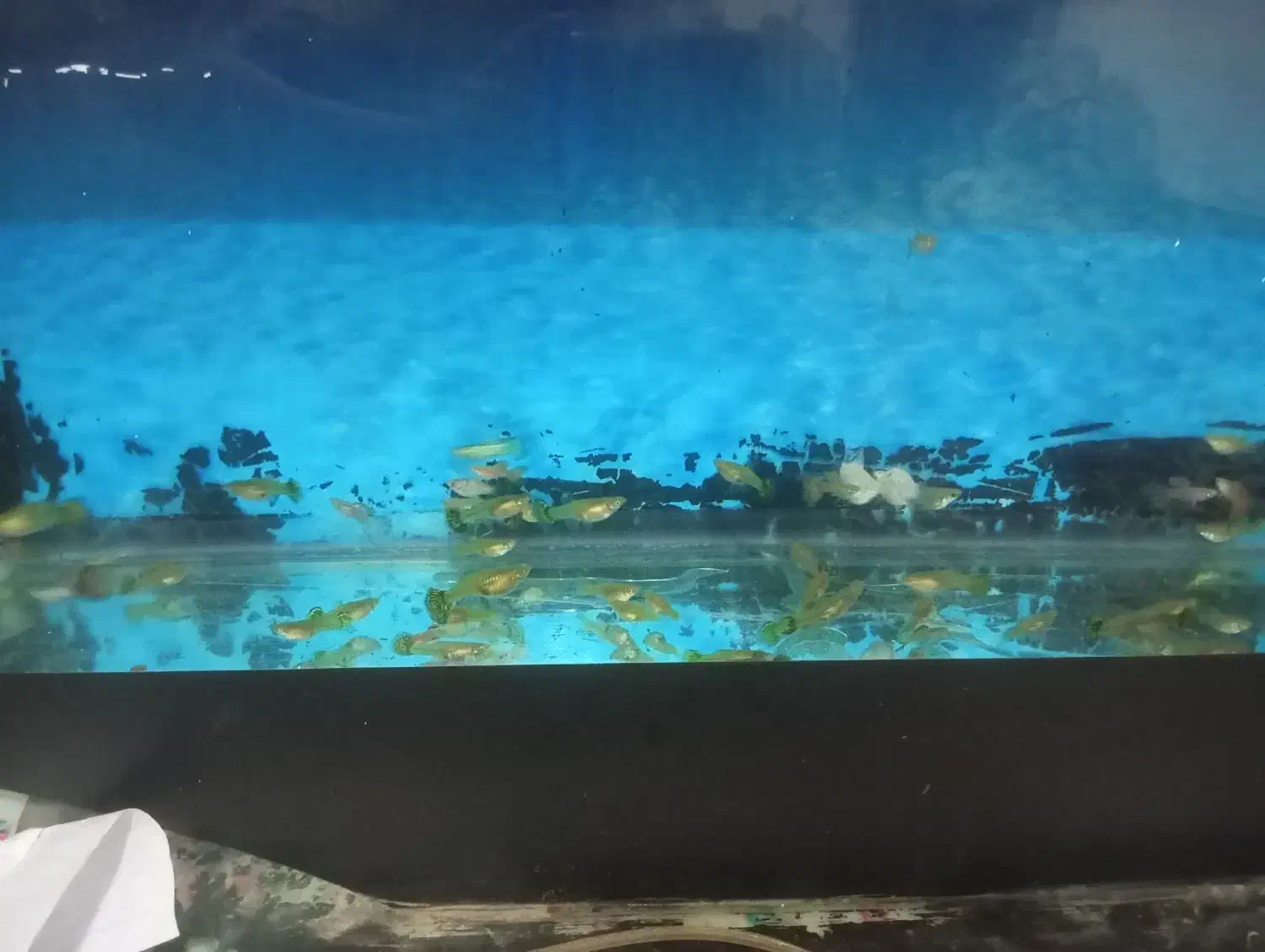 ماهی گوپی مولد کلی و جزئی|ماهی|کاشمر, |دیوار