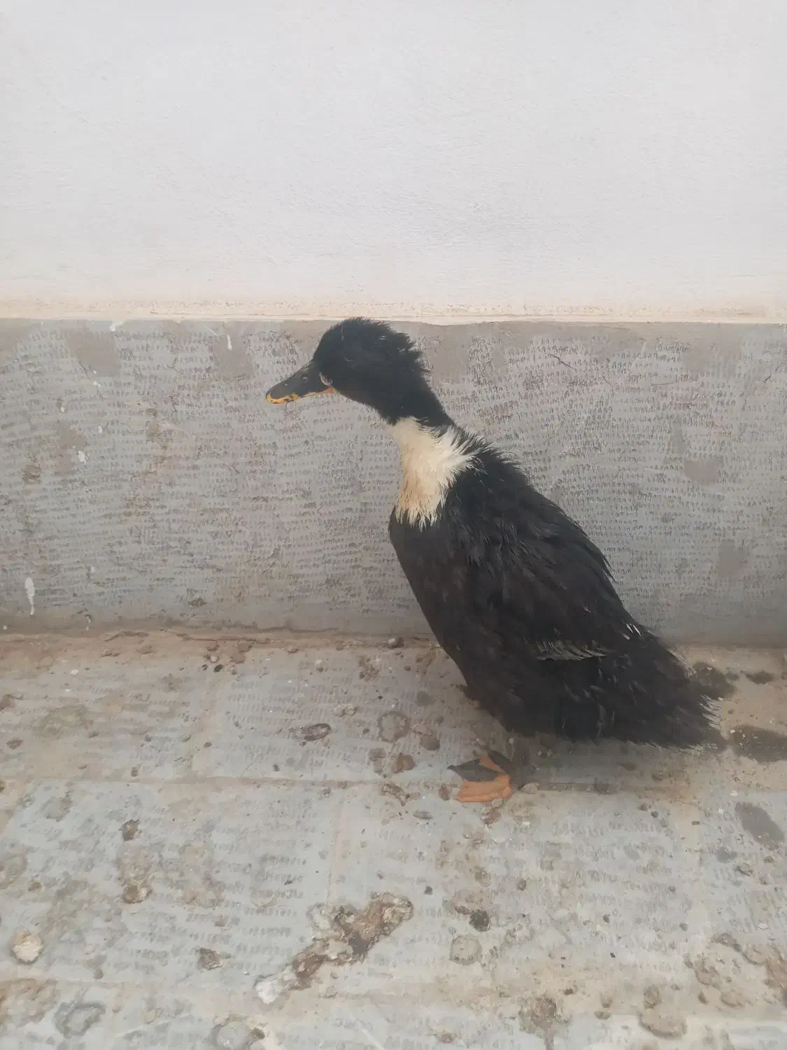 اردک|حیوانات مزرعه|هشتگرد, فاز ۳ مهستان|دیوار