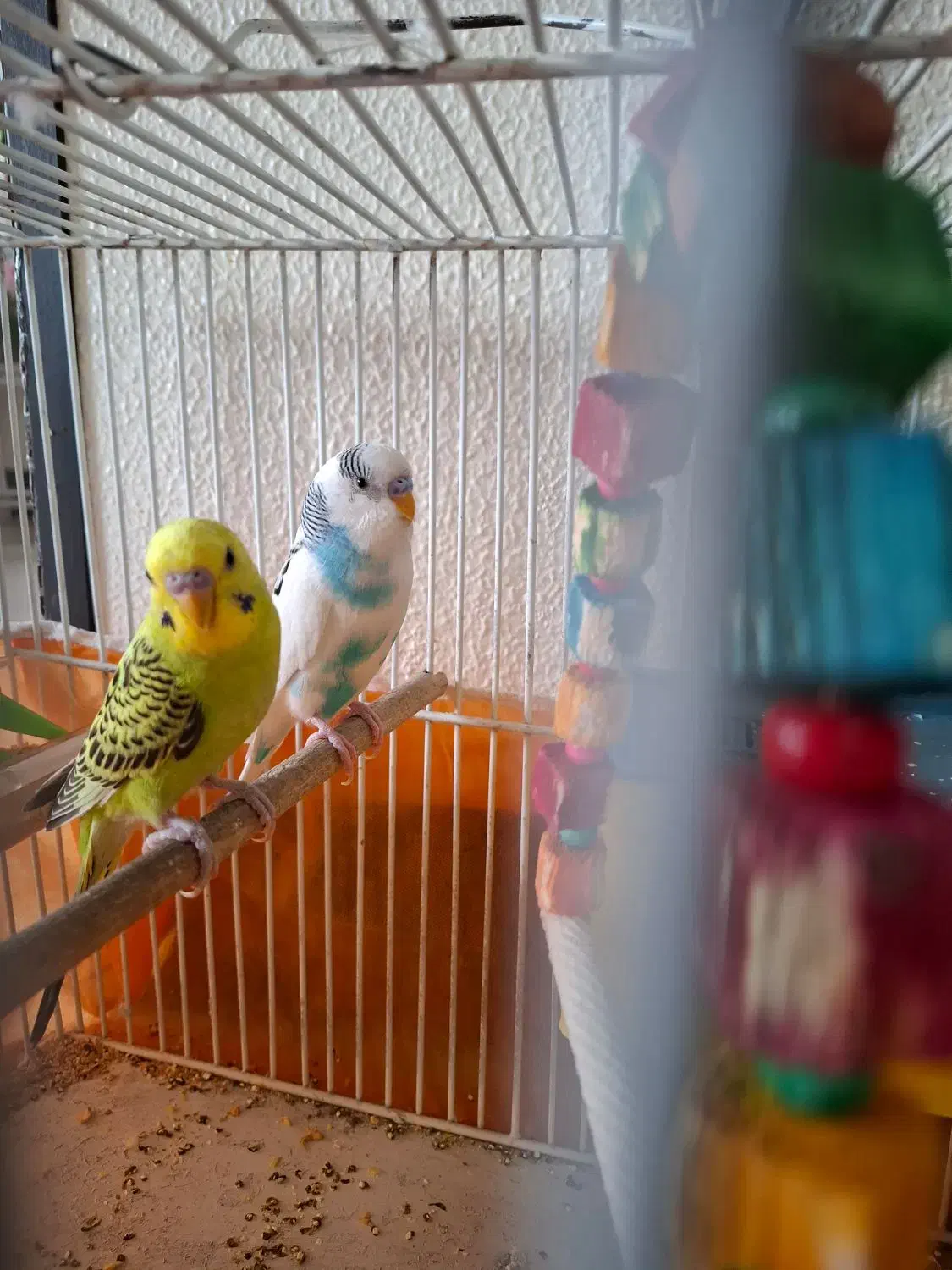 مرغ عشق پرنده|پرنده|شاهین‌شهر, عطار|دیوار