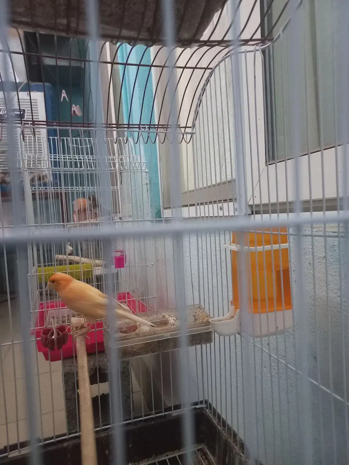 قناری نر بخون|پرنده|سیرجان, |دیوار