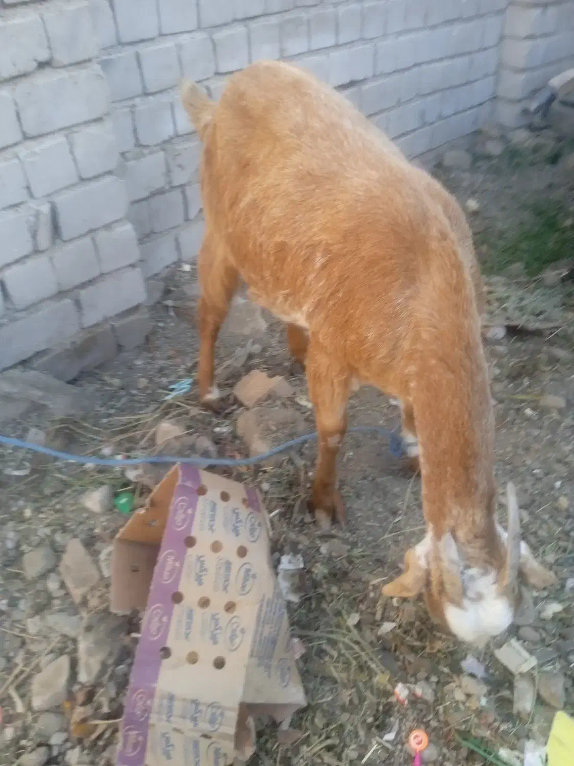 بز سه قلو زا|حیوانات مزرعه|ایرانشهر, |دیوار