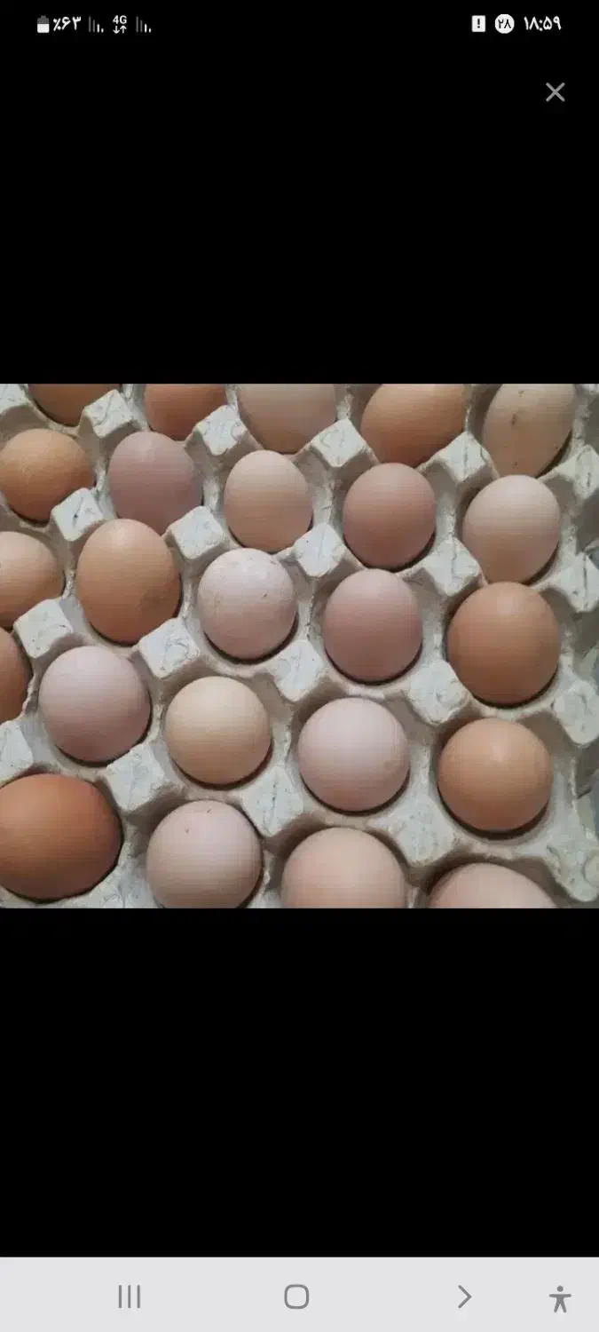 تخم محلی|حیوانات مزرعه|رامیان, |دیوار