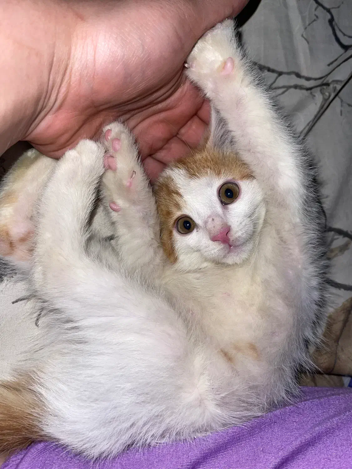 بچه گربه|گربه|تهران, کیانشهر|دیوار