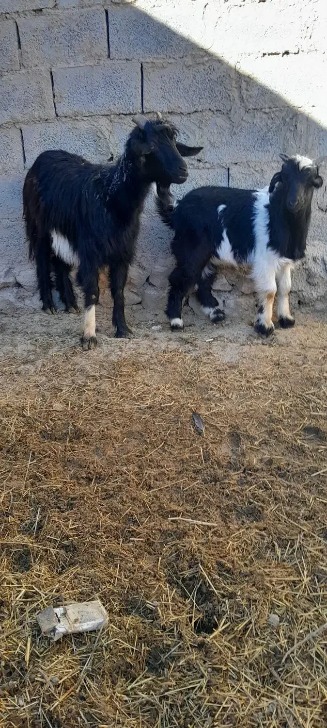 بز  بزقاله. شکم اول بزقاله نر هستش ۱۲تومن|حیوانات مزرعه|سردرود, |دیوار