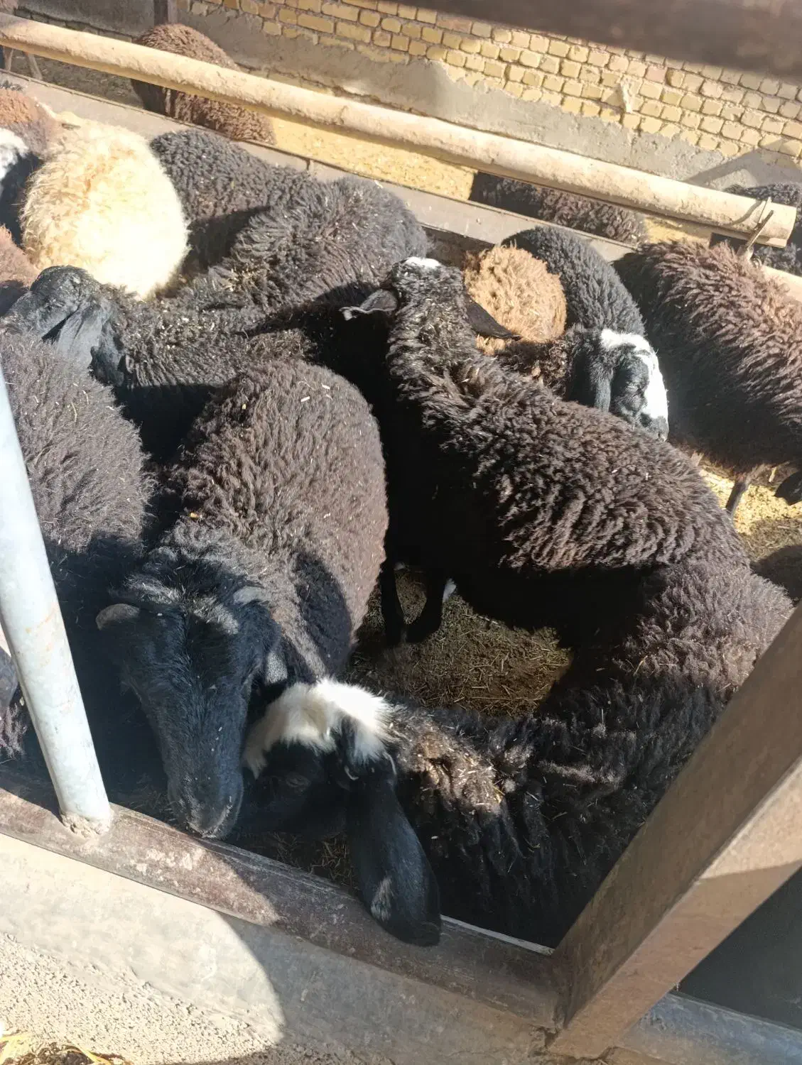 بره نروماده کیلو ۳۶۰|حیوانات مزرعه|تاکستان, |دیوار