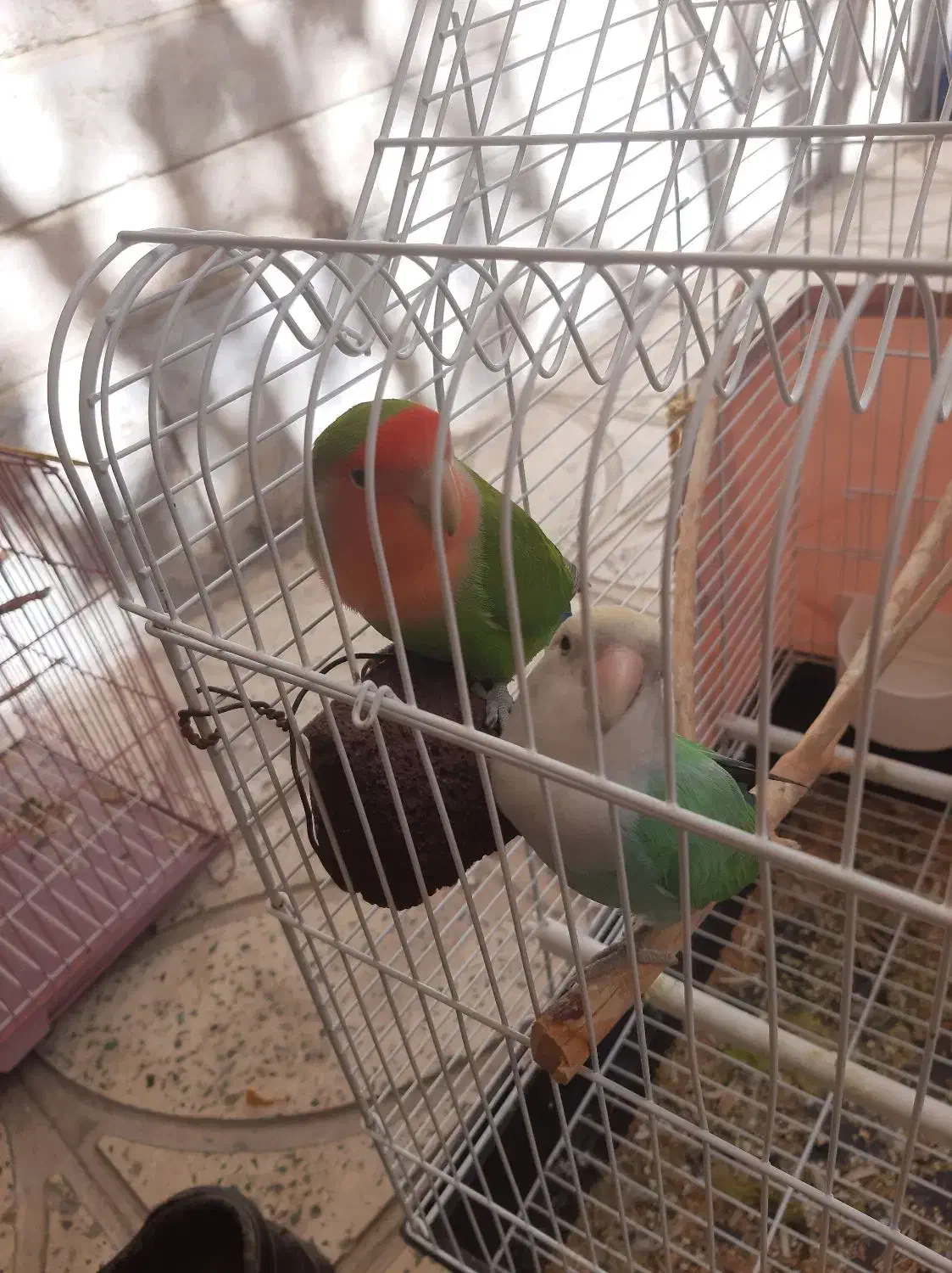 طوطی برزیلی|پرنده|گلستان (تهران), |دیوار