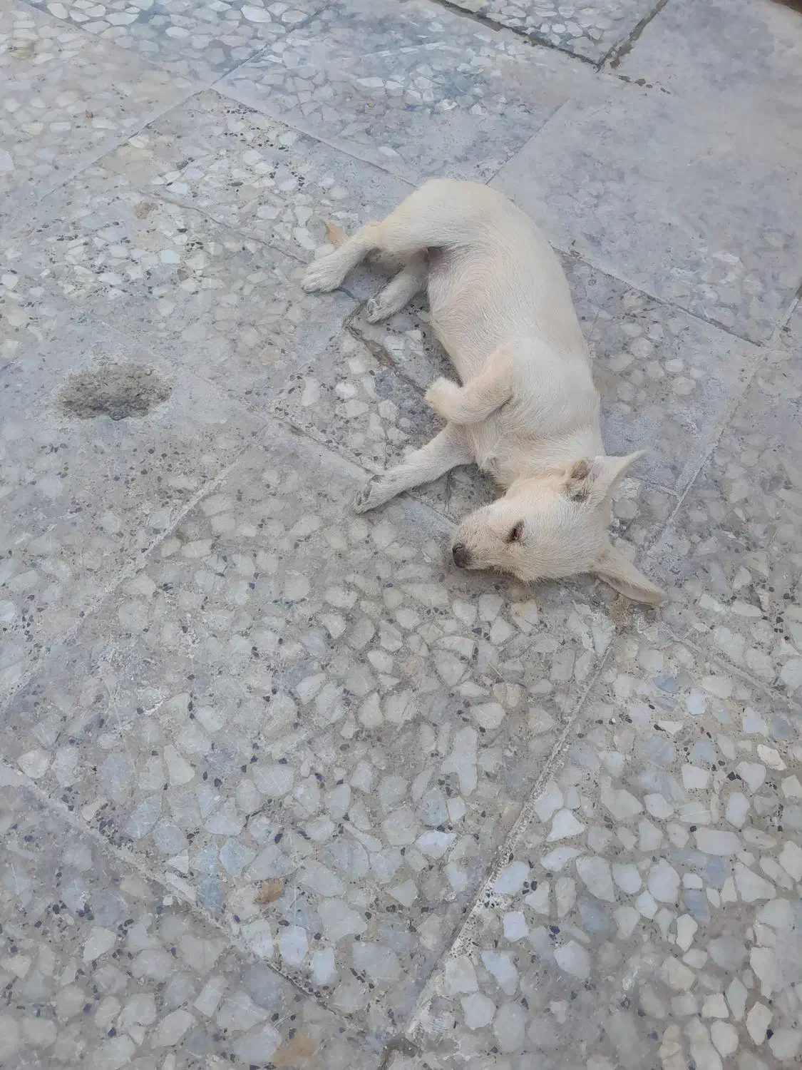 سگ بازگوش|سگ|برازجان, |دیوار