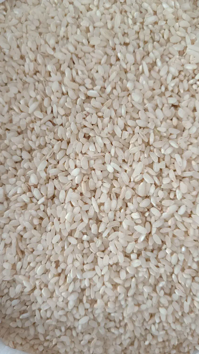 برنج گرده سید آباد کیاسر|خوردنی و آشامیدنی|ساری, |دیوار