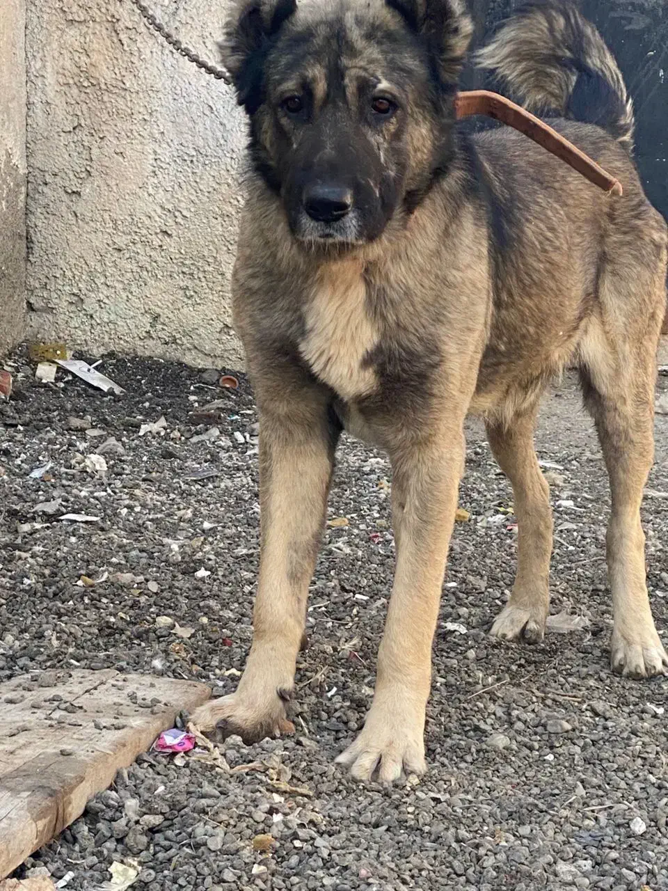 سگ سرابی|سگ|قلعه نو, |دیوار