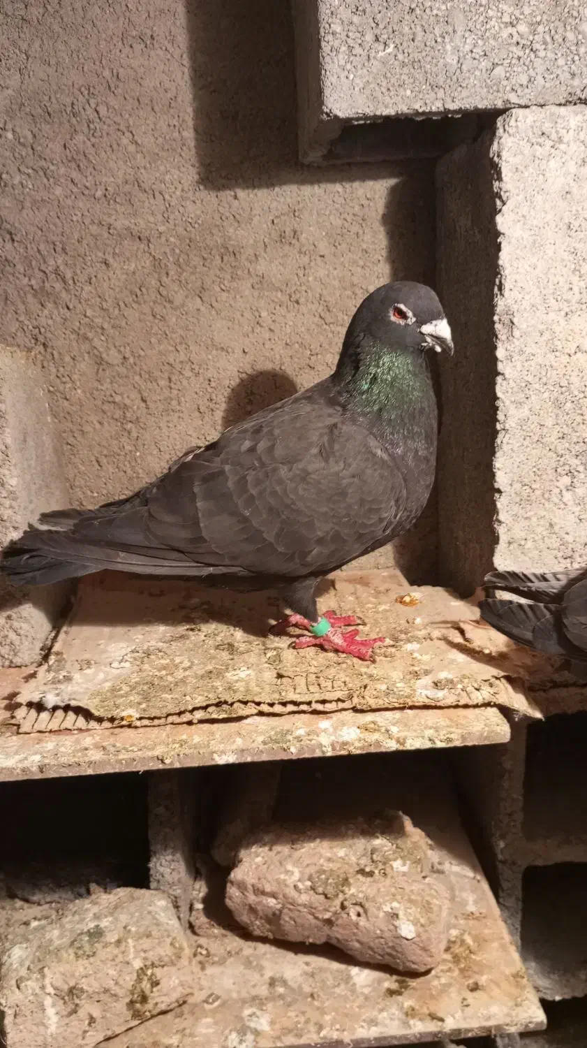 کلاغ موشی|پرنده|شیروان (خراسان), |دیوار