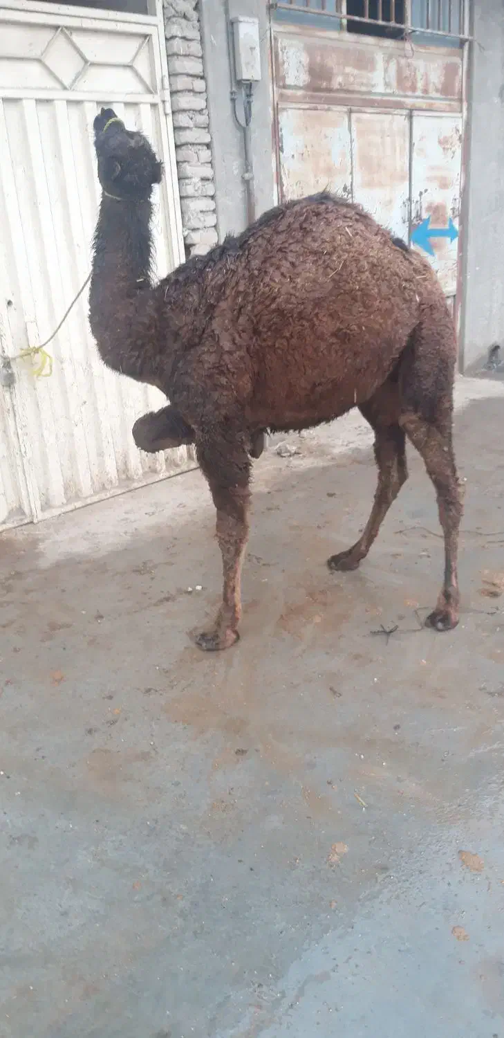 گوشت بچه شتر وبره|خوردنی و آشامیدنی|گنبد کاووس, |دیوار