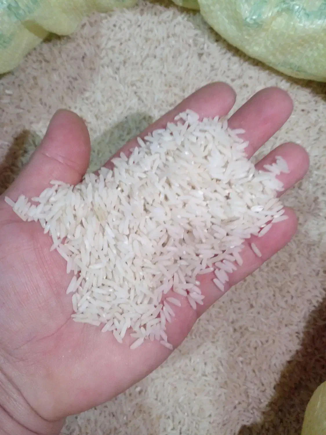 برنج راتون ورزاکی کشت دوم کاملا ارگانیک|خوردنی و آشامیدنی|املش, |دیوار