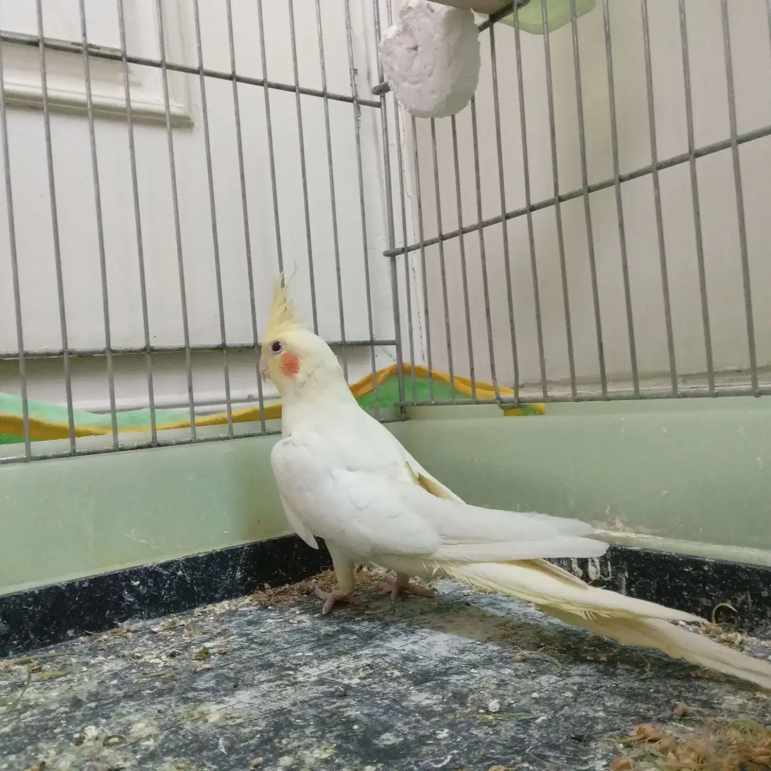 پرنده عروس هلندی جوجه|پرنده|شاهین‌شهر, حافظ شمالی|دیوار